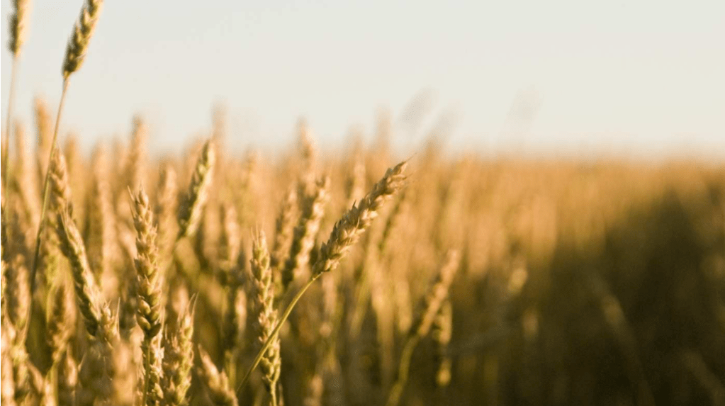 如何营造教会的传福音文化